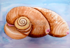Caracola