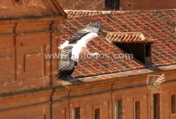 Cigüeña volando sobre los tejados
