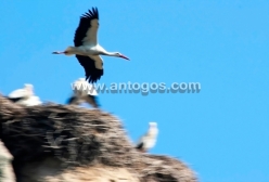 Cigüeña volando sobre su nido